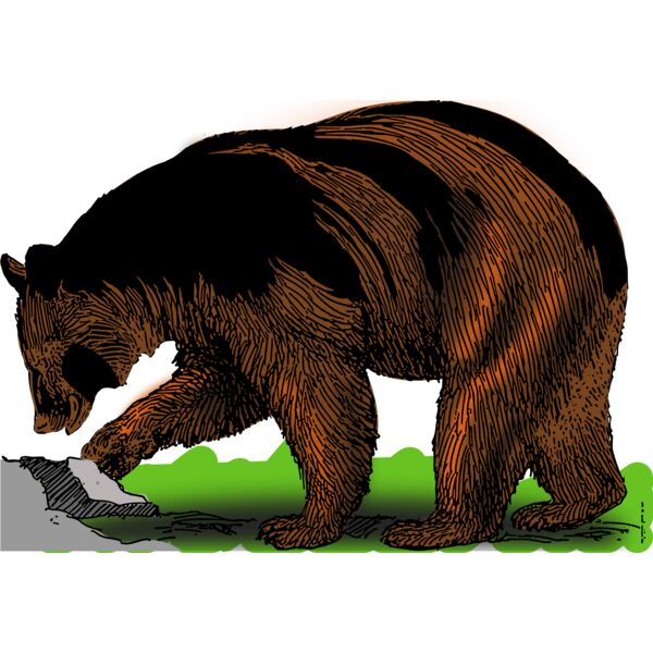 Black bear color 04  2  Thumbnail