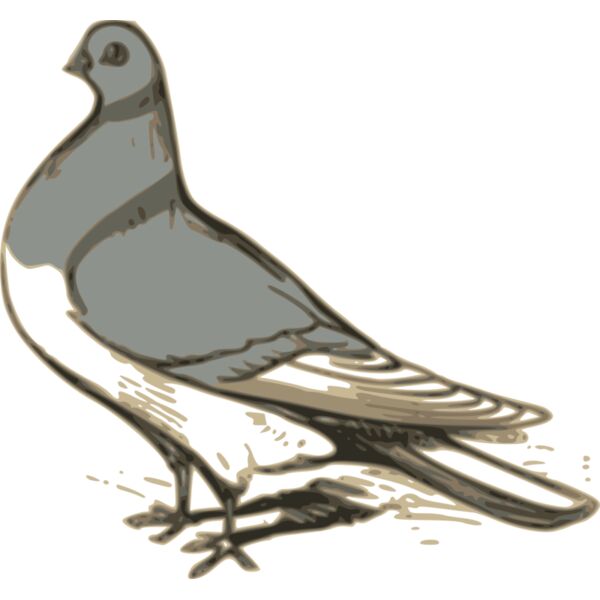 ossidiana pigeon illustration Thumbnail