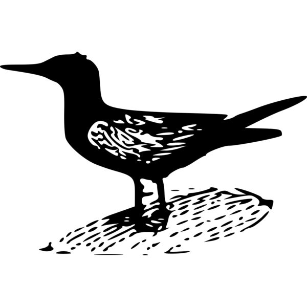 ryanlerch Black Tern Thumbnail