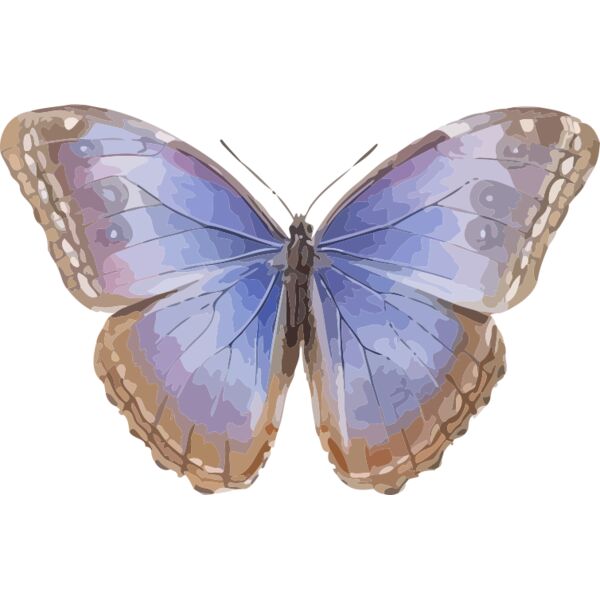 Morpho helenor octavia Thumbnail