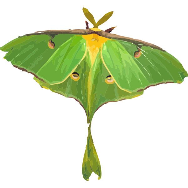 Luna Moth Thumbnail