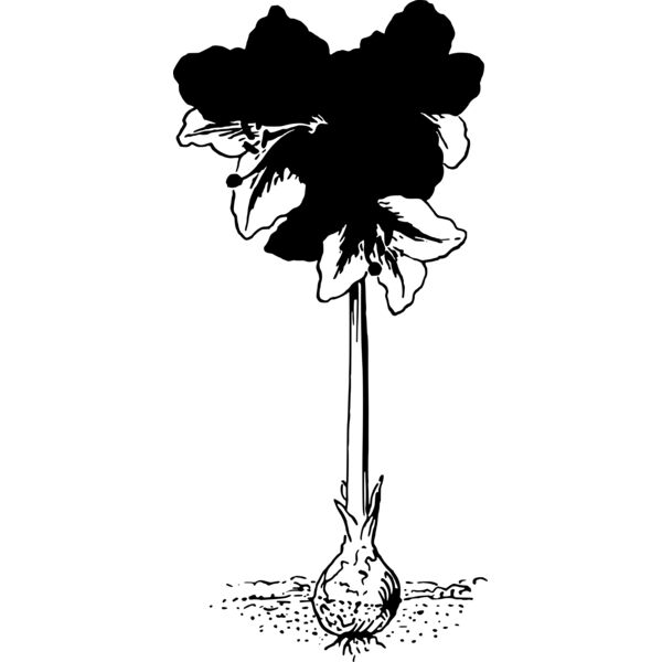 warszawianka Amaryllis Thumbnail