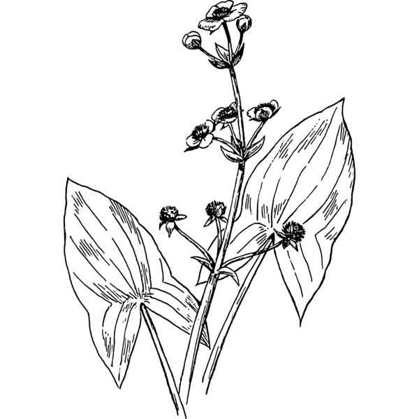 warszawianka Arrowhead Thumbnail