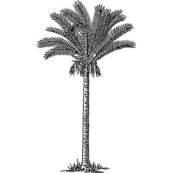 warszawianka Date palm Thumbnail