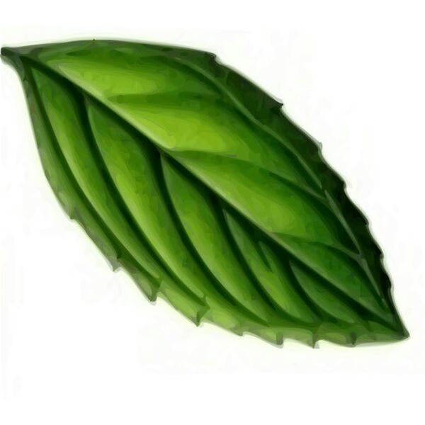 mint trace Thumbnail