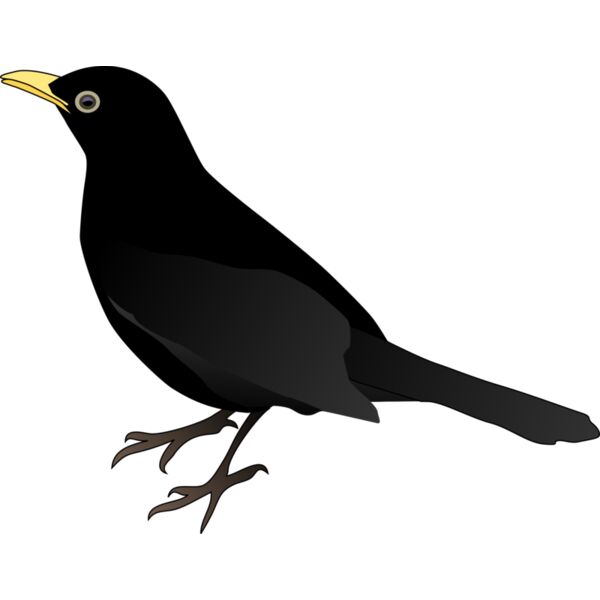 Bird Black NEW  2  Thumbnail