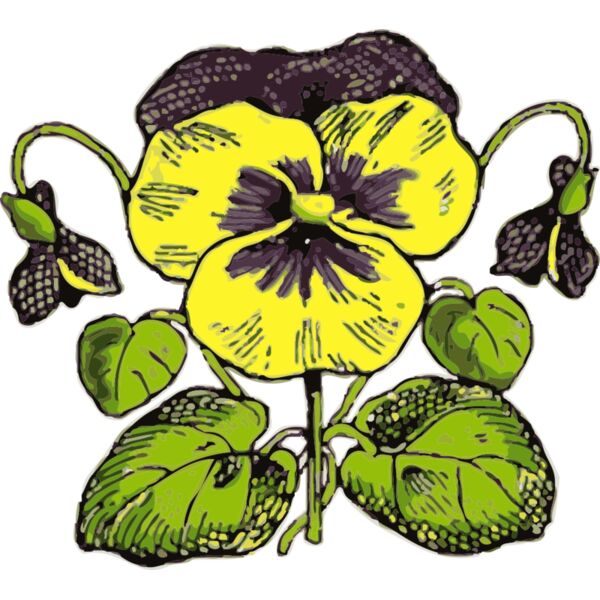 johnny automatic pansy Thumbnail