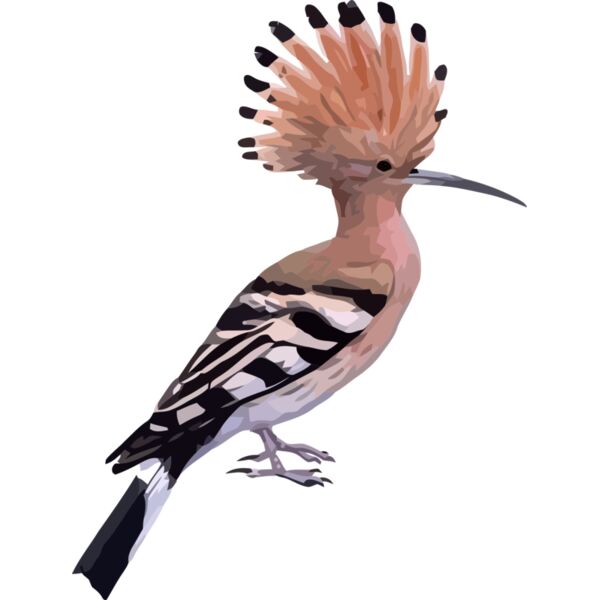 hoopoe Thumbnail