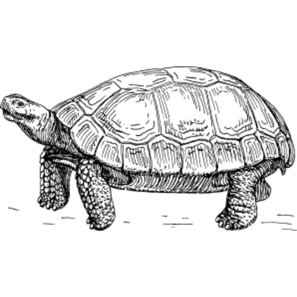 Tortoise  Thumbnail