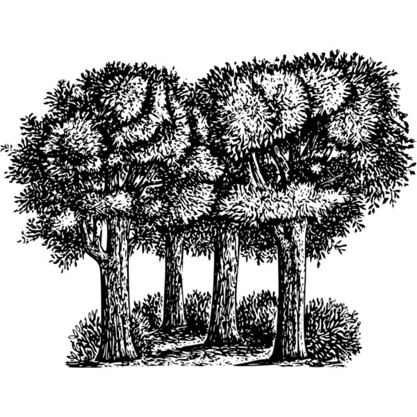 warszawianka Group of trees Thumbnail