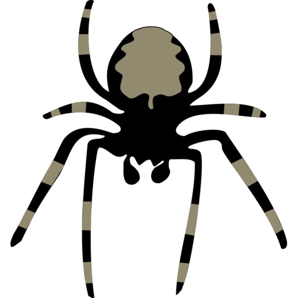 spider Thumbnail