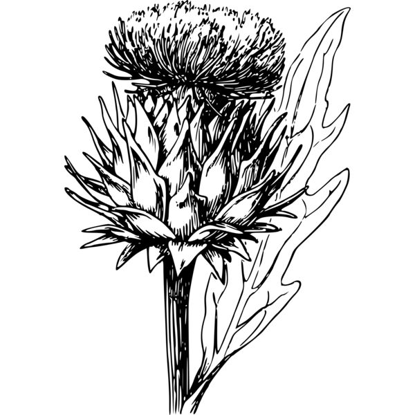 warszawianka Artichoke Thumbnail