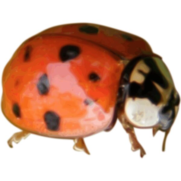 Ladybug Thumbnail