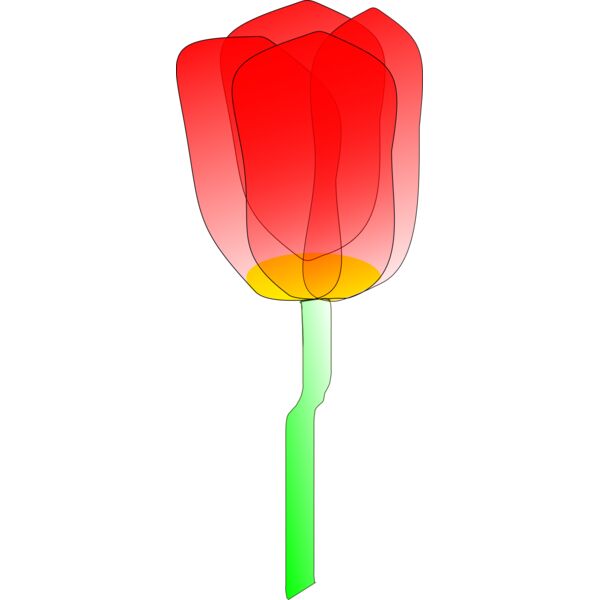 Machovka tulip Thumbnail