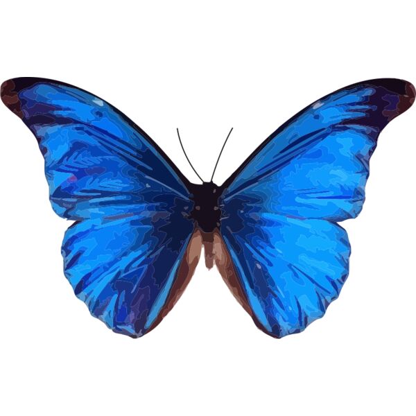 Morpho rhetenor Thumbnail