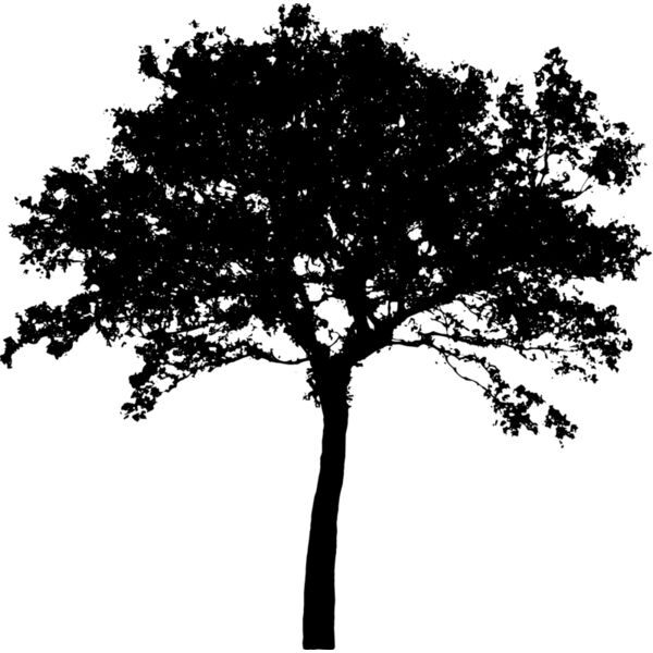 tree4 Thumbnail