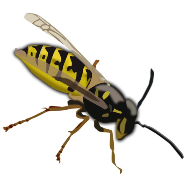 Wasp Thumbnail