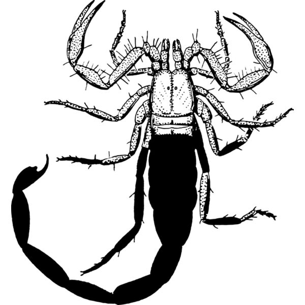 Scorpion  Thumbnail