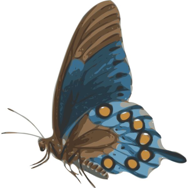 jbruce butterfly  papilio philenor    side Thumbnail