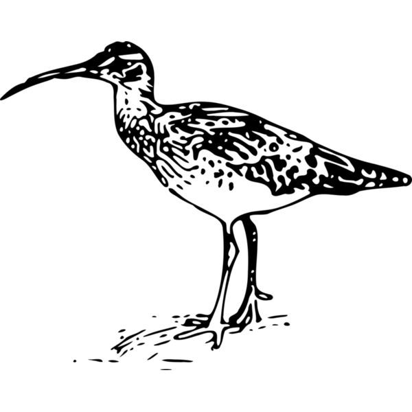 ryanlerch Bristle thighed Curlew Thumbnail