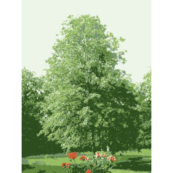 tree at my parents missouri home Thumbnail