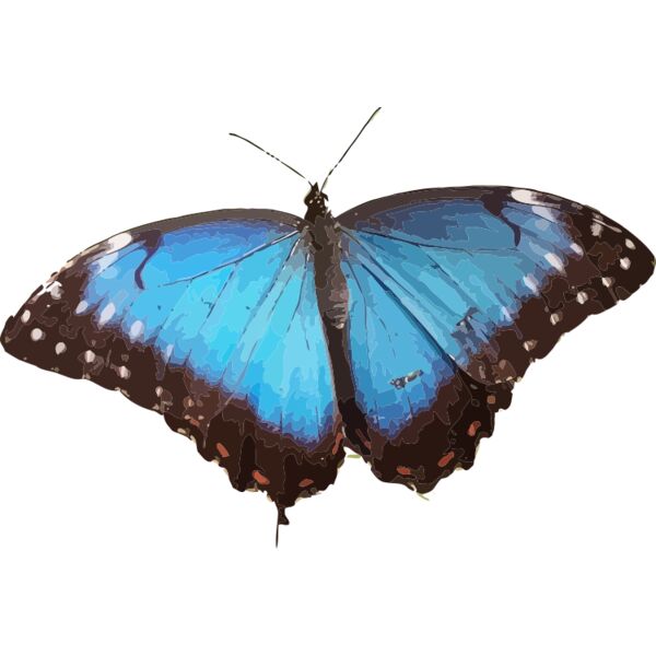 Morpho peleides Thumbnail
