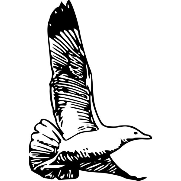 ryanlerch herring gull 1a Thumbnail