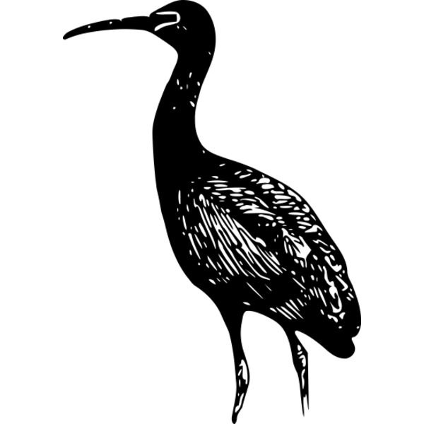 ryanlerch Glossy Ibis 2 Thumbnail