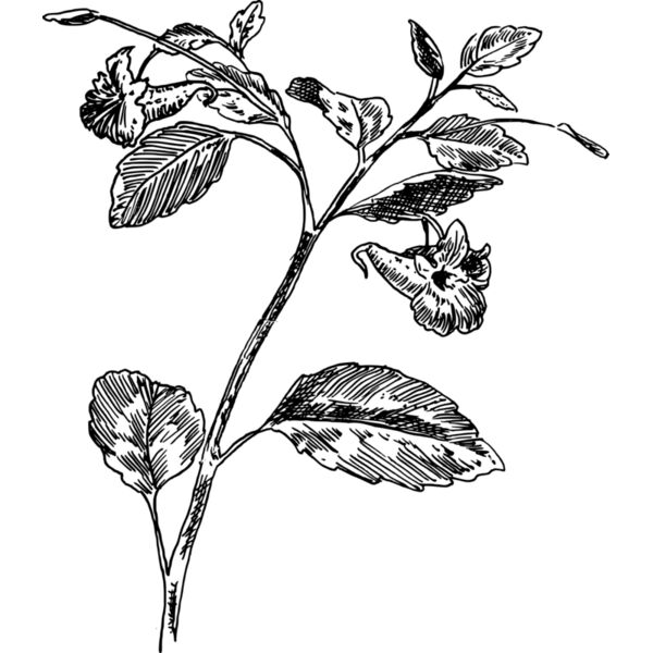 Touch me not Thumbnail