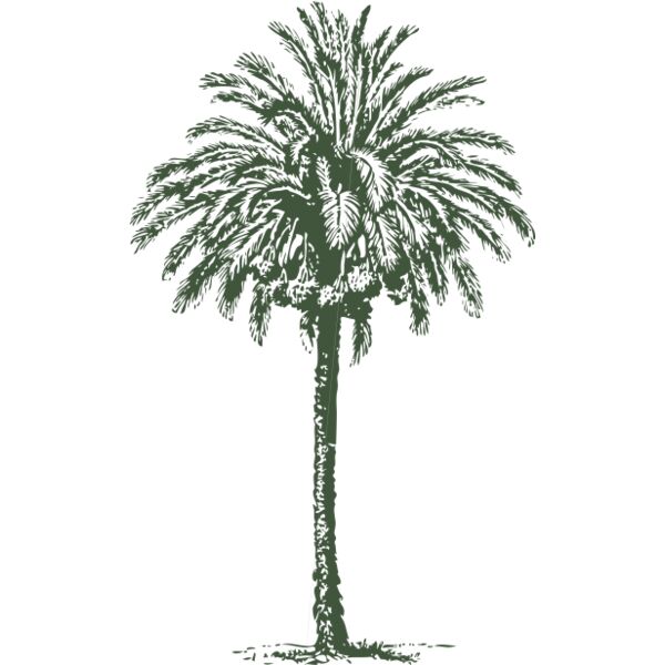 johnny automatic date palm Thumbnail