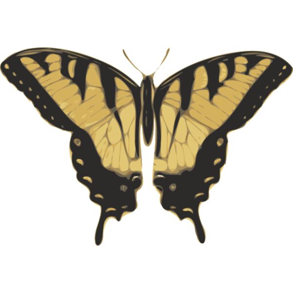 jbruce butterfly  papilio turnus  top view Thumbnail